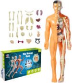 JUEGO DIDACTICO - ENSAMBLA EL CUERPO HUMANO / +6 AÑOS / 685315 - Image 3