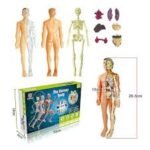 JUEGO DIDACTICO - ENSAMBLA EL CUERPO HUMANO / +6 AÑOS / 685315 - Image 4