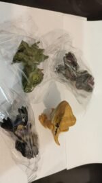 Dinosaurios mordelones 8004214; juguete educativo; figura de dinosaurio con boca articulada; juego de rol infantil; XMAJO Didácticos